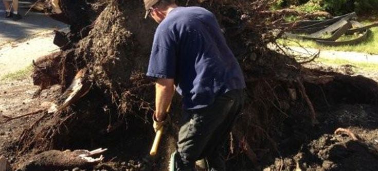 regina arborists