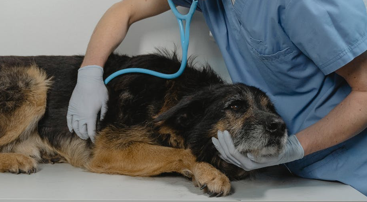 emergency pet hospital in Encino