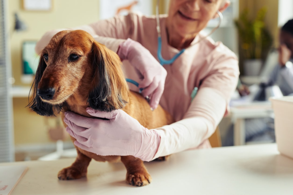 emergency pet care in Encino