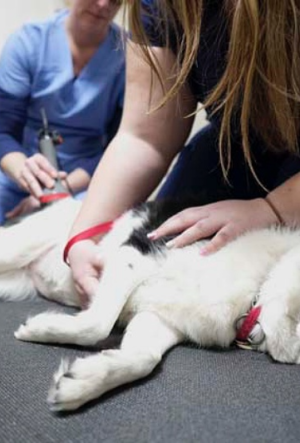 nearest emergency vet hospital in Encino