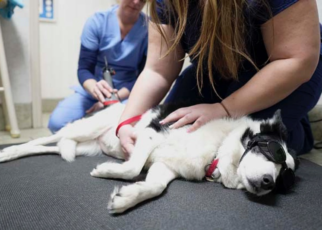nearest emergency vet hospital in Encino