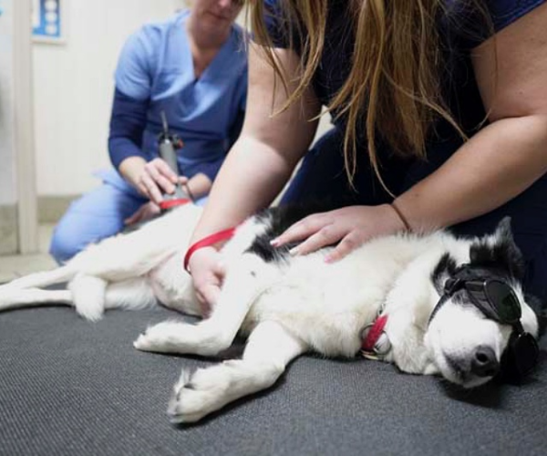 nearest emergency vet hospital in Encino