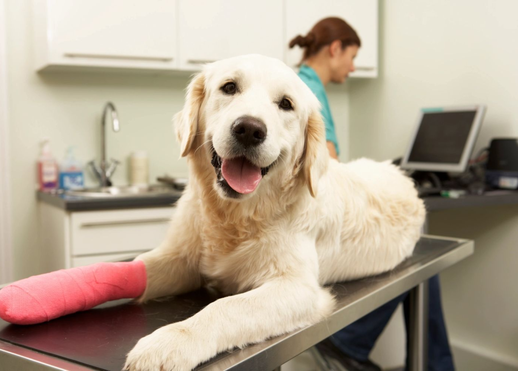 Encino pet hospital