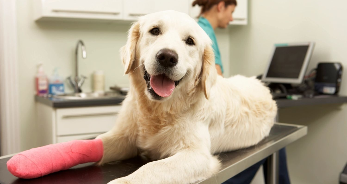 Encino pet hospital
