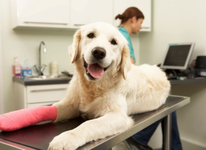 Encino pet hospital