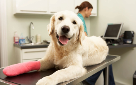 Encino pet hospital
