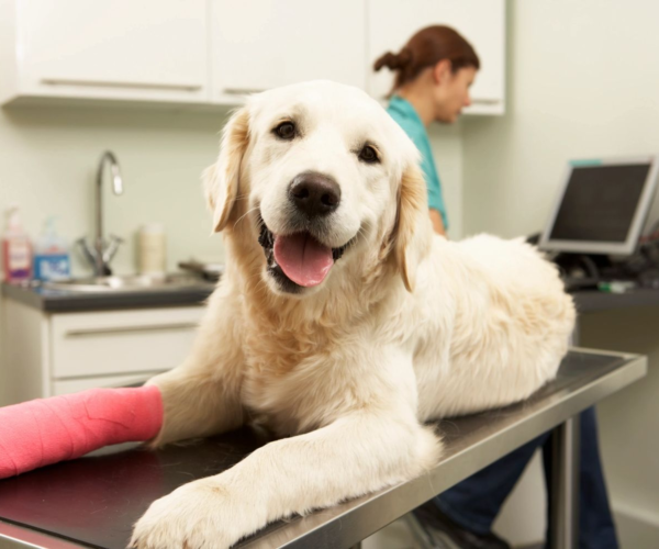 Encino pet hospital